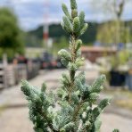 Smrek pichľavý (Picea pungens) ´SUPER BLUE´ - výška 140-160 cm, kont. C45L